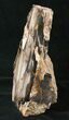 Free-Standing Petrified Wood (Sequoia) - Rogers Mtn, OR #16902-1